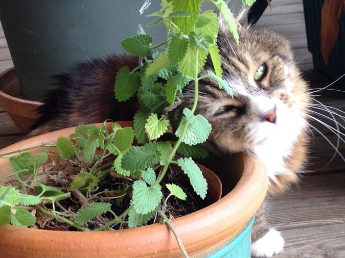 Tamale, CEO of Stark Raving Cat, rubs a Catnip Plant