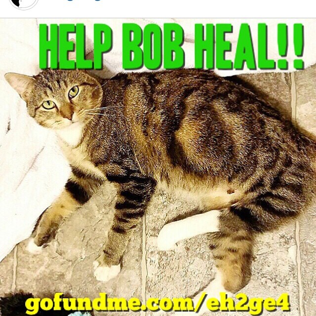 broken leg can t afford vet with cats stark raving cat broken leg can t afford vet with cats stark raving cat