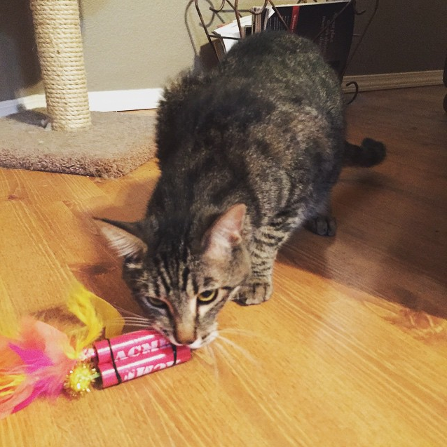 Cat with Acme TNT Stick 