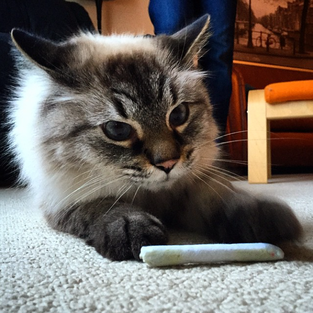 Cat with Catnip Joint