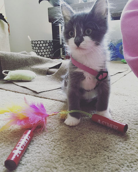 Cat with TNT Sticks