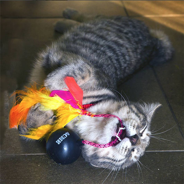 ACME Cat Bombs