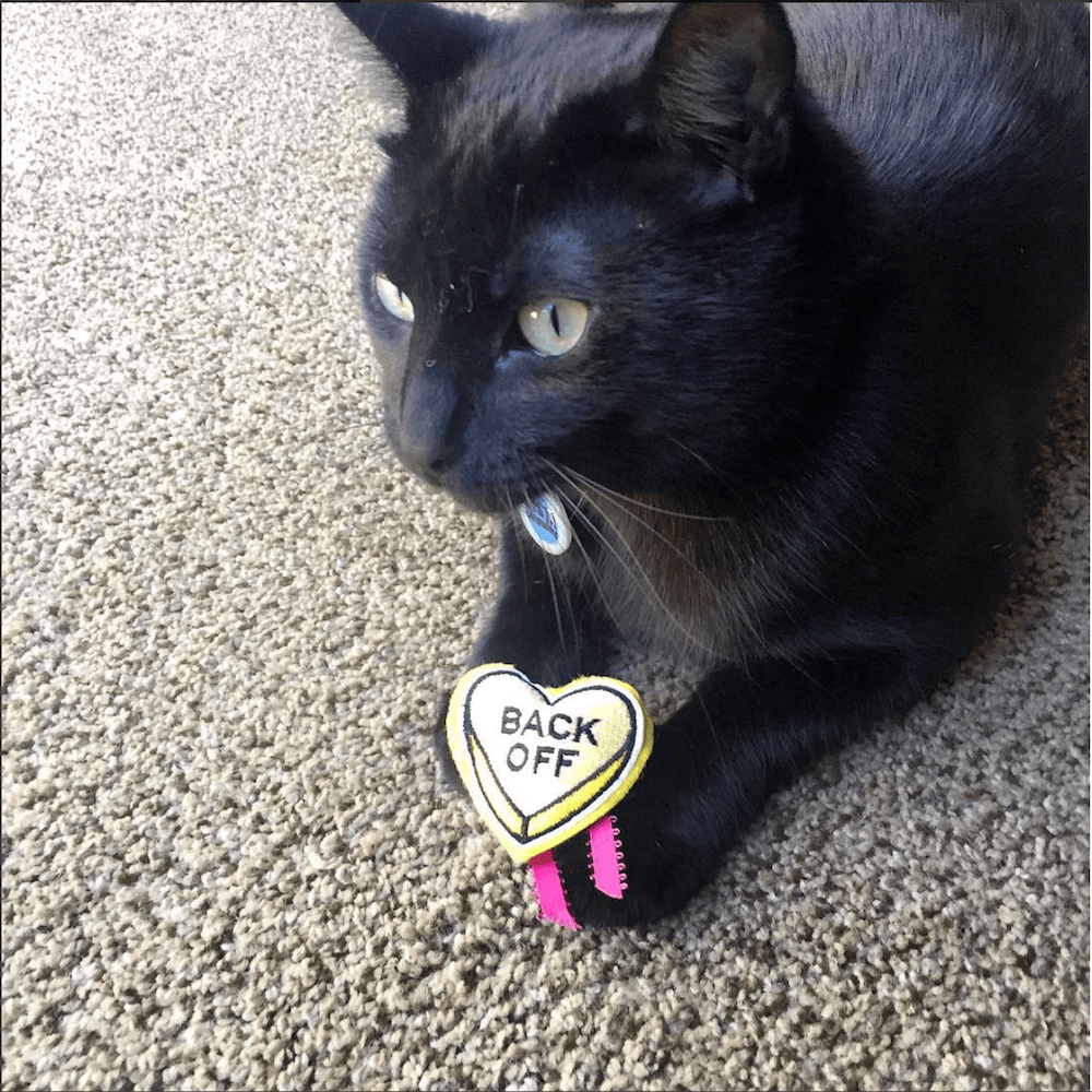 Cat with Love Bites
