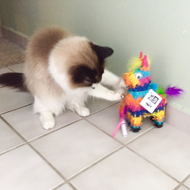 Cat with Catnip Piñata