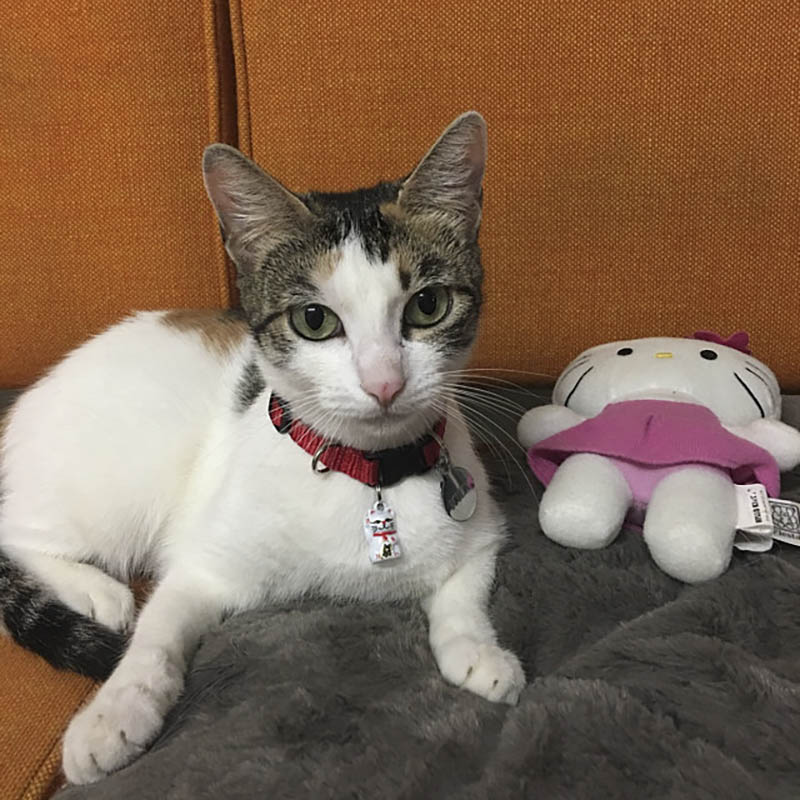 Cat with Neko Lucky Cat Bell and Breakaway Cat Collar
