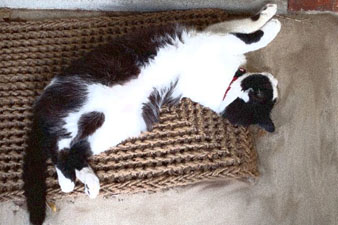 Pookie the Pretzel