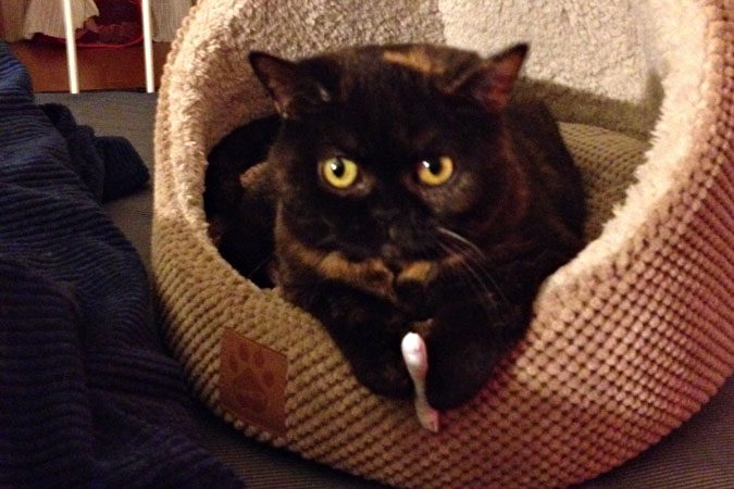 Meatloaf the Cat with Catnip Joint