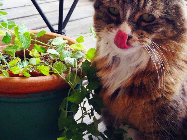 Tamale: caught in the catnip plant again!