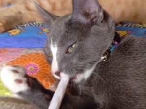 Emmett and a Catnip Joint