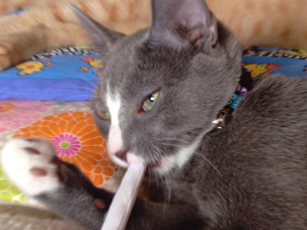 Emmett and a Catnip Joint