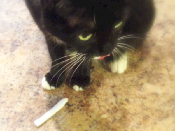 Chloe the Cat's First Joint