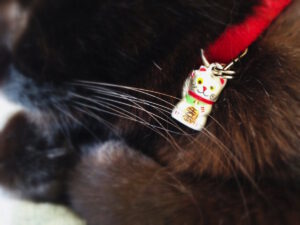 Lucky Bell Collar