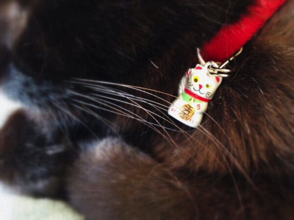 Lucky Bell Collar