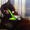Wolfie & Telescoping Wand