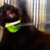 Wolfie & Telescoping Wand