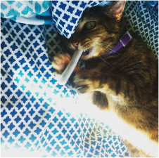 Mable enjoys catnip joint
