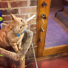 Vito enjoying a catnip joint offered via a Telescoping Wand