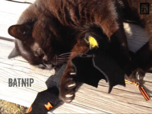 Batnip Cat Toy Play