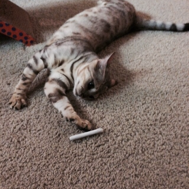 Cat with Catnip Joint