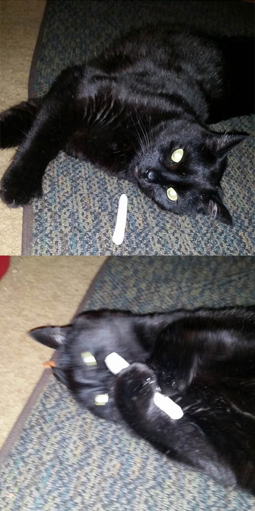 Fred with Catnip Joint