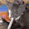 Emmett with Catnip Joint