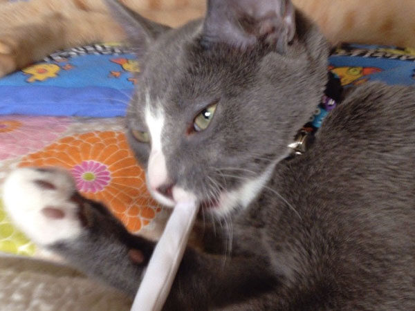 Emmett with Catnip Joint