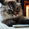 Puff with Catnip Joint