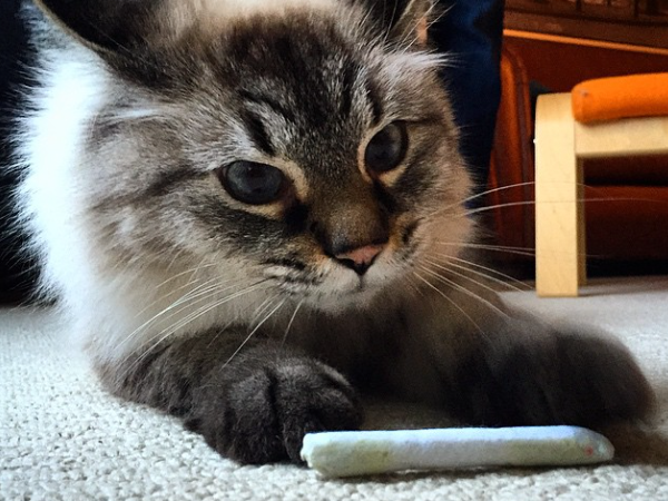 Puff with Catnip Joint