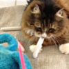 Tamale with Catnip Joint