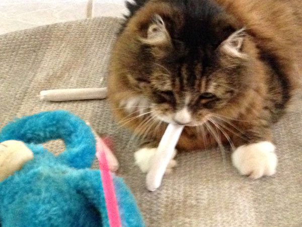 Tamale with Catnip Joint