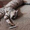 The Bean with Catnip Joint
