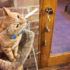 Vito with Catnip Joint