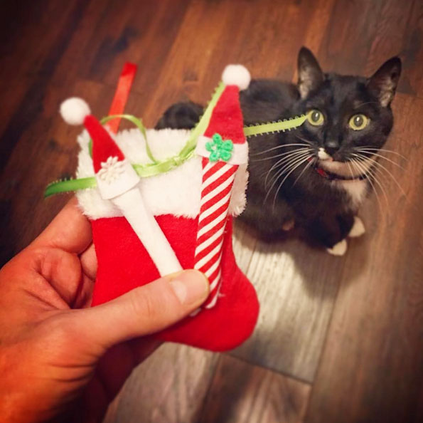 Christmas Cat