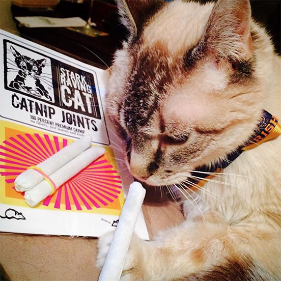 Cat with Catnip Joint