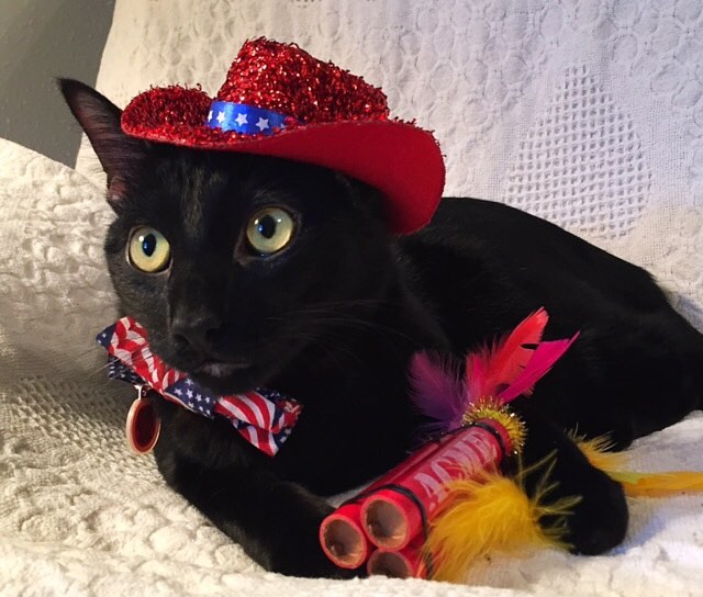 Cat with TNT Sticks