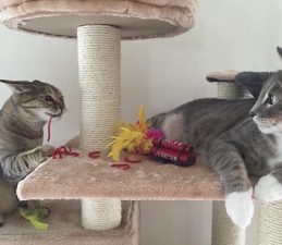 Charlie and GingerBaby with TNT Catnip Toy