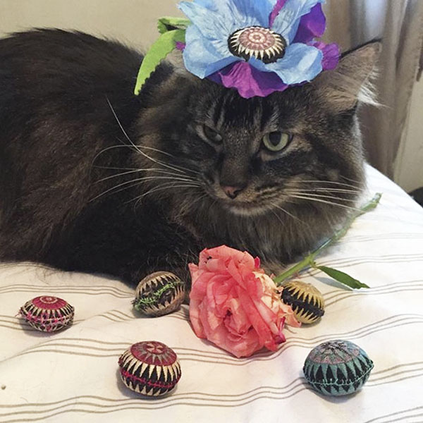 Cat with Giant Catnip Poppy