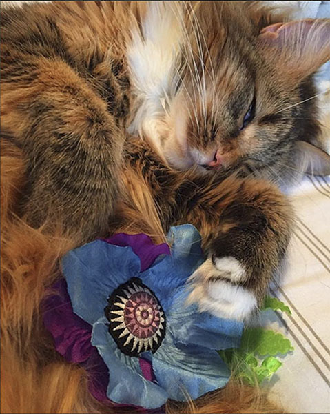 Cat with Giant Catnip Poppy