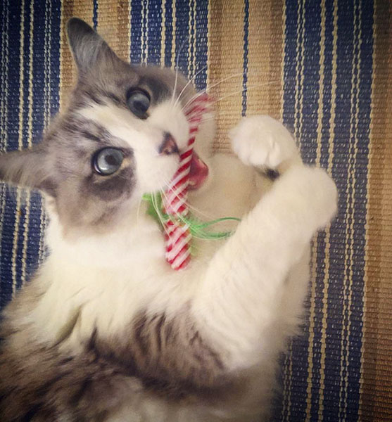 Cat with Catnip Candy Cane