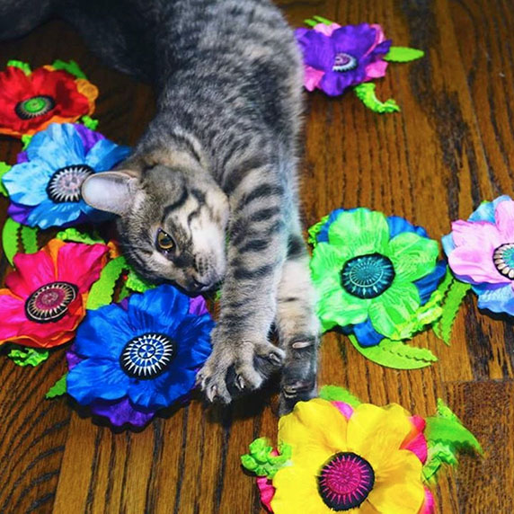 Cat with Giant Catnip Poppy