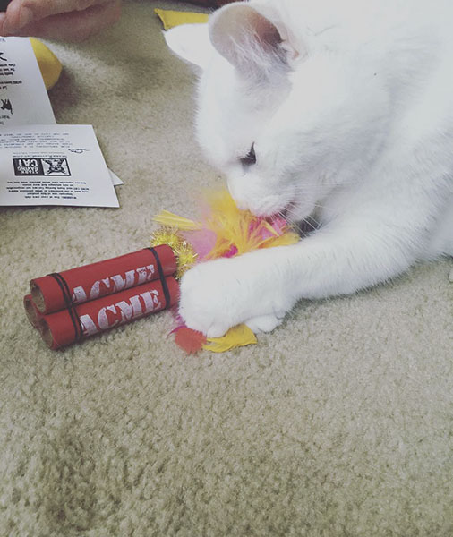 Cat with TNT Sticks
