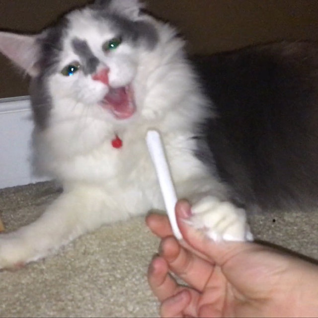 Juan Rios kitten with Catnip Joint