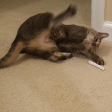 Tracy Rivera's friend's cat playing with Catnip Joint