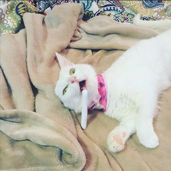 Cat with Catnip Joint