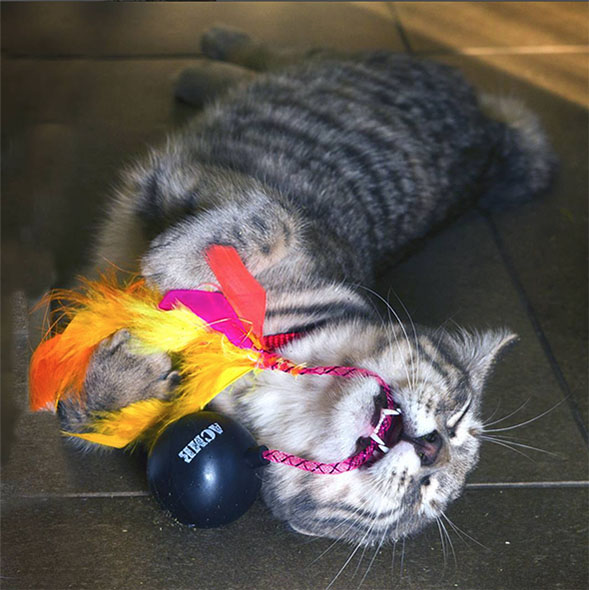 Cat with Acme Bombs and TNT Sticks