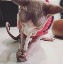 Calvo the Sphynx with Joint
