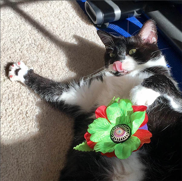 Cat with Giant Catnip Poppy