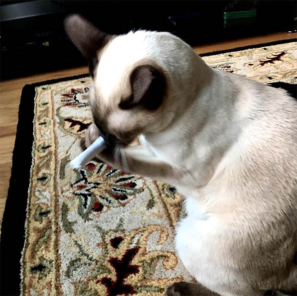 Cat with Catnip Joint
