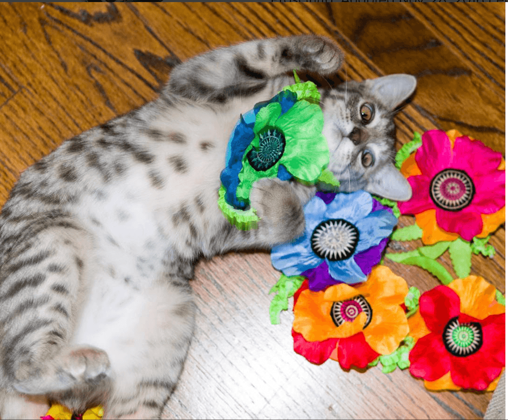 Cat with Giant Catnip Poppy