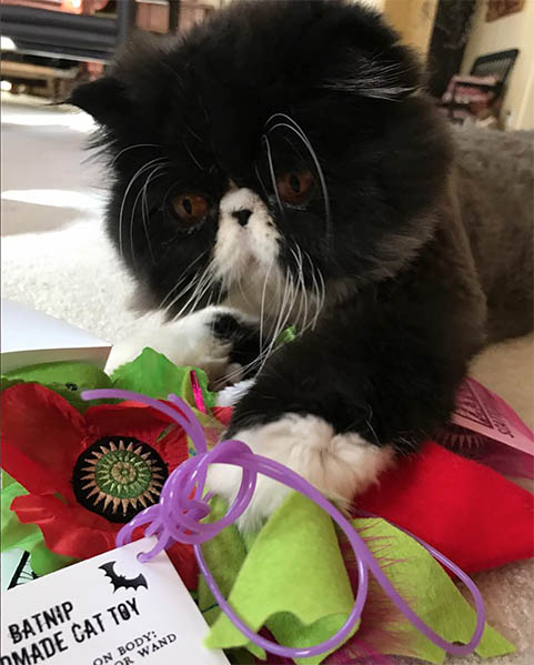 Cat with Giant Catnip Poppy